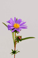 Wildflowers & flowers