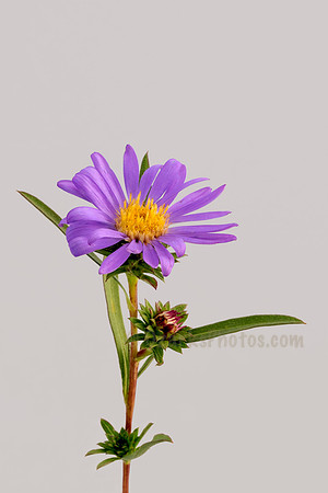Southern Prairie Aster