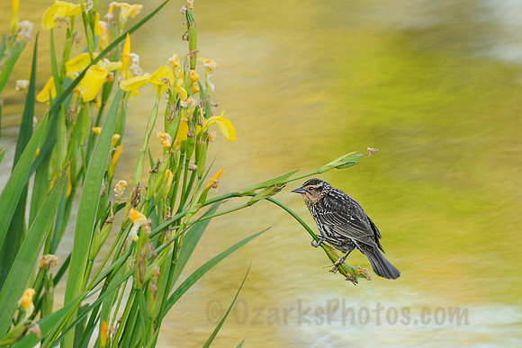 Red-winged Blackbird Female