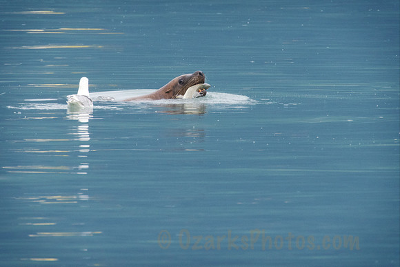 Stellar Sea Lion with Lunch