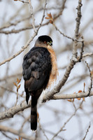 All Bird Images