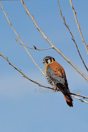 American Kestrel