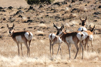 Wild Animals