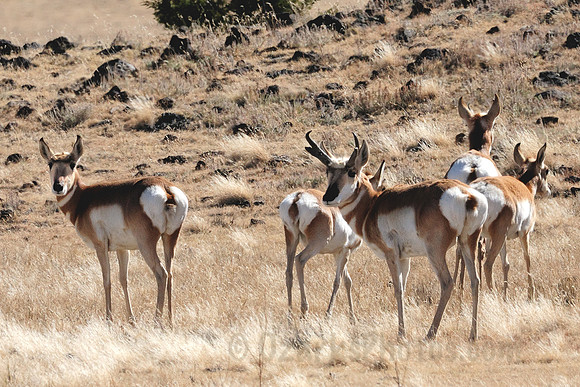 Antelope in New Mexico