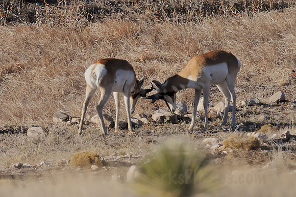 Pronghorns Clanging Horns