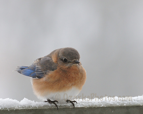Bluebird in Snow