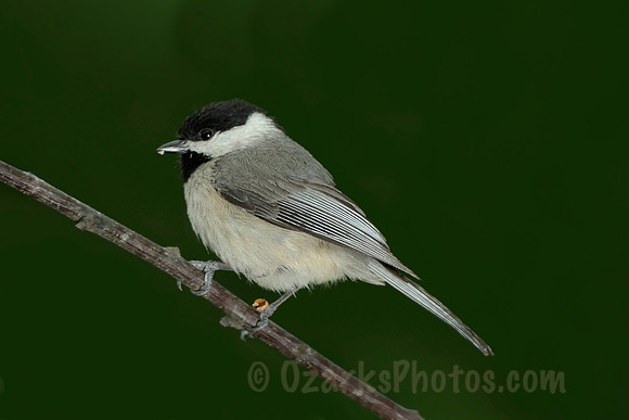 Black-capped Chickadee in Profile