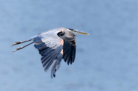 Larger Birds
