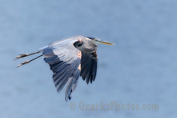 Great Blue Heron Hunting
